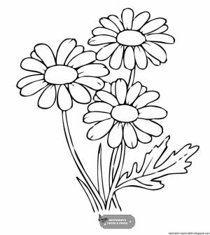 Раскраски Ромашка цветок для детей