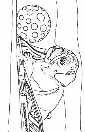 Раскраски собака мопс