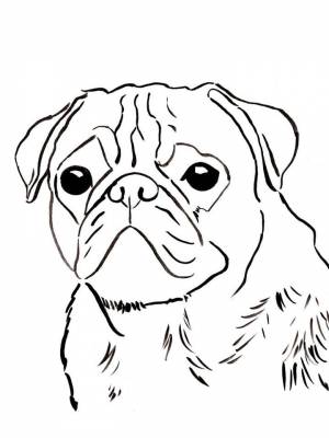 Раскраски Мопс   в формате