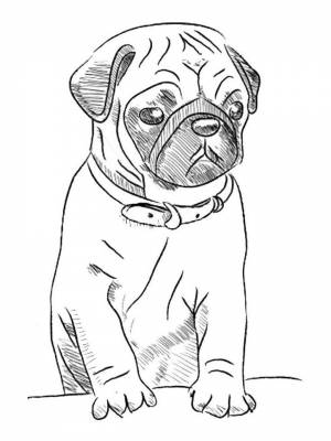 Раскраски Мопс   в формате