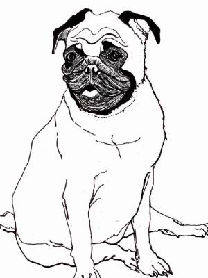 Раскраски Мопс   в формате