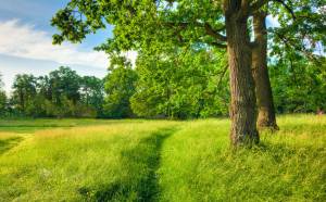 Природа 8292-М фотообои на флизелиновой основе 660 руб Санкт-Петербург Фотообои 1 полоса Фотообои на флизелине