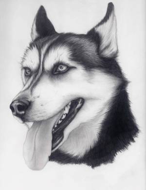 Рисунок собаки хаски
