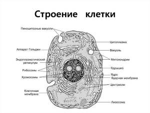 Раскраски животная клетка биология
