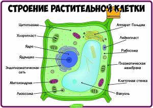 Раскраски клетка животного с подписями
