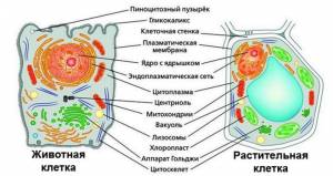 КЛЕТКА III