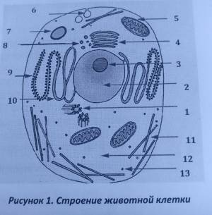 DataLife Engine > Версия для печати > Животная клетка легкий рисунок