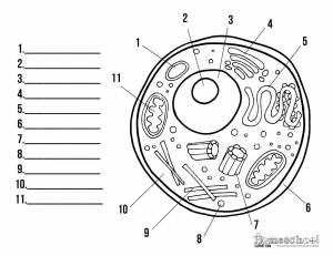DataLife Engine > Версия для печати > Раскраски клетка животного с подписями