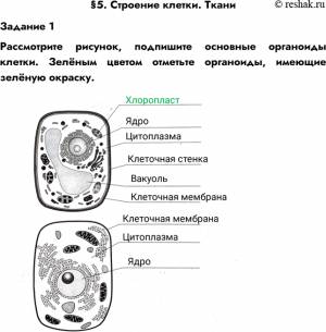 Решено)Задание 1 Параграф 5 ГДЗ Рабочая тетрадь Пономарева 5 класс по биологии