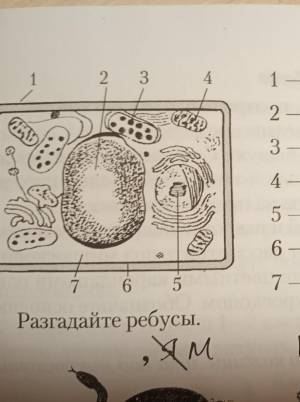 помогите пожалуйста, рассмотрите схематический рисунок,растительной клетки