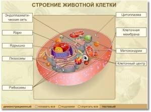 рассмотрите рисунок, изображающий строение животной клетки