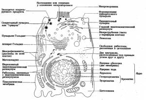 Строение животной и растительной клетки