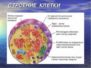 Из чего состоит клетка? Строение