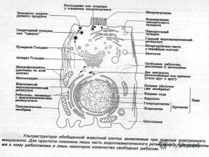Животная клетка рисунок с подписями егэ