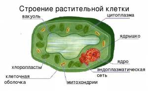 Строение клетки для учеников 5 класса на урок по биологии