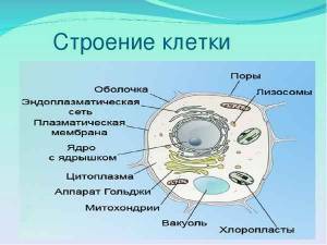 Строение клетки > Лаборатория фитоинвазий