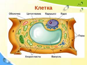 Презентация к уроку в 5 классе