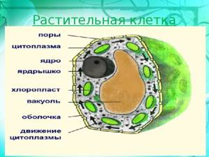 Презентация Строение клетки 5 класс