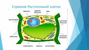Строение клетки