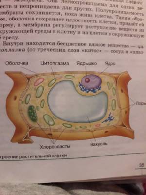 как запомнить строение клетки по биологи? 5 класс, я не могу никак запомнить у нас кантрольная