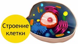 Строение клетки