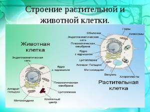 Тема урока по биологии 5 класс  Строение клетки