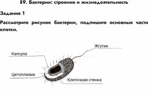 Решено)Задание 1 Параграф 9 ГДЗ Рабочая тетрадь Пономарева 5 класс по биологии