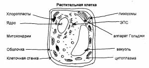 Лабораторная работа №1 «Сравнение строения клеток растений и животных»
