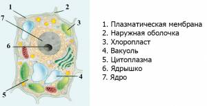 Строение растительной клетки
