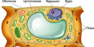 Строение растительной клетки