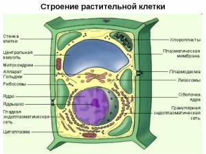 Рисунок клетки растения рисунок клетки животного какие органоиды присущи растительной клетки и