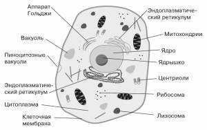 Лабораторная работа №1 «Сравнение строения клеток растений и животных»