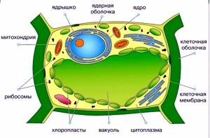 Конспект Растительная клетка и ее строение