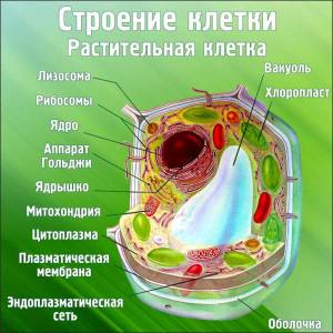Стенд Строение клетки