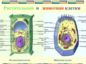 Строение клетки