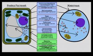 Обозначьте Активность Клеток