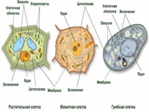 Растительная животная и грибная клетка рисунок с подписями