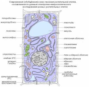 Клетка