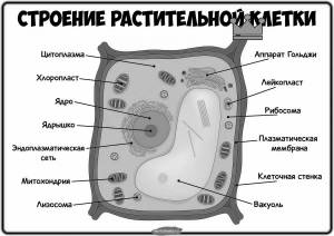 Раскраски Строение растительной клетки