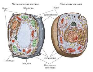 Клетка под световым микроскопом