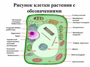 Сравнение клеток растений и животных