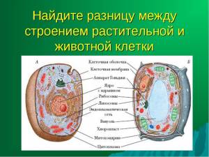 Биология животная и растительная клетка рисунок