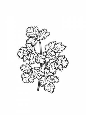 Раскраски Петрушка   в формате