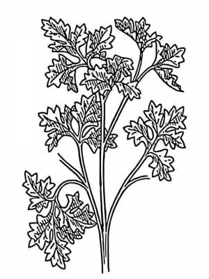 Картинка Петрушка  раскраску для детей