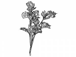 Раскраска Петрушка