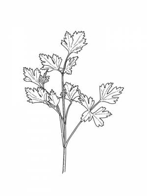 Раскраски Петрушка   в формате