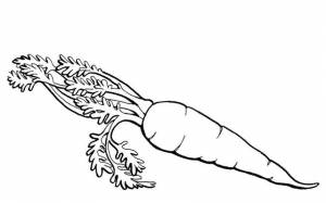 Раскраски натюрморт, Раскраска Осенний натюрморт овощи