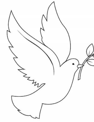 Голубь маленький раскраска