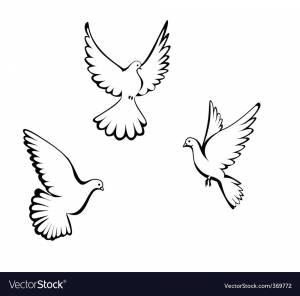 Голубь маленький раскраска