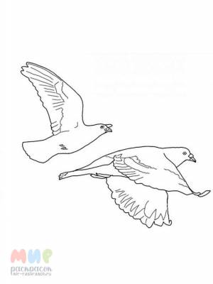 Раскраска Голубь мира